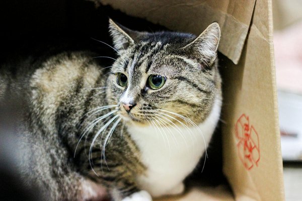 Descubre el método definitivo para asar un pollo entero perfecto